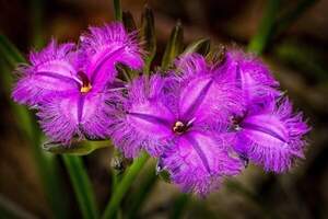 Тісанотус мультіфлорус - Бахромчаста Лілія - Thysanotus multiflorus - Тисанотус мультифлорус Тісанотус мультіфлорус - Бахромчаста Лілія - Thysanotus multiflorus - Тисанотус мультифлорус