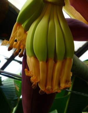 Musa Sikkimensis - Дарджилингський банан