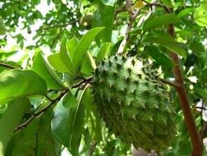 Аннона колюча, саусеп - Сметанне яблуко -Annona muricata;