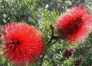 Kunzea BAXTERI  - Кунцея