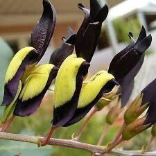 Кеннедія чорна -  Kennedia nigricans