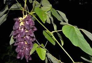 Мукуна пекуча - Mucuna Pruriens