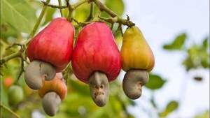 Карликовий Кеш'ю, Мавпячий горіх - Anacardium humile Карликовий Кеш'ю, Мавпячий горіх - Anacardium humile