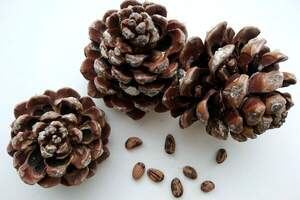 Сосна кам'яна, сосна парасолька, сосна італійська - Pinus pinea