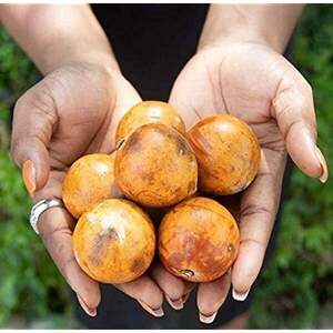 Зоряне яблуко, хрізофіллум - Chrysophyllum viridifolium