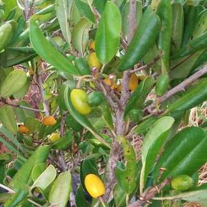 Цейлонське залізне дерево, Хірні дерево -Manilkara hexandra