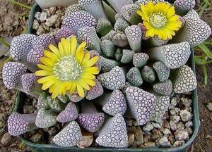 Титанопсис Швантеза - Titanopsis schwantesii - Живий камінь