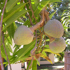 Кремове яблуко, або Аннона сітчаста, або бичаче серце - Annona reticulata – Wild Sweetsop