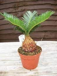 Цикас  'Карликова форма' Карликове тайське саго -Cycas siamensis 'Dwarf Form'