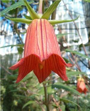 Canarina CANARIENSIS - Канаріна