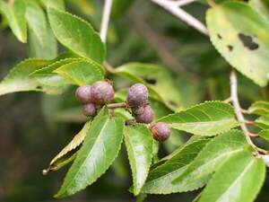 Гревія західна -  крос-ягода - Grewia occidentalis