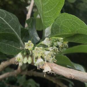 Дикий тютюн - Acnistus arborescens