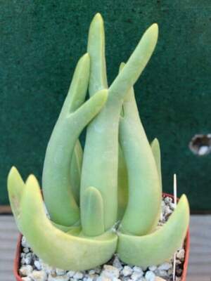 Мітрофіллум - Равлик - Mitrophyllum mitratum