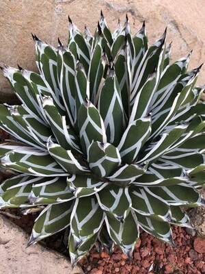 Агава Пінтілья - Agave pintilla - Agave victoriae-reginae. Агава Пінтілья - Agave pintilla - Agave victoriae-reginae.