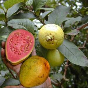 Гуава, Псидіум Гуайава - Psidium guajava - Гуаява яблучна Гуава, Псидіум Гуайава - Psidium guajava - Гуаява яблучна