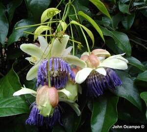 Ідеальна маракуйя - Passiflora popenovii Ідеальна маракуйя - Passiflora popenovii