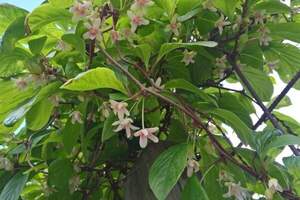 Лимонник китайський - Schisandra chinensis Лимонник китайський - Schisandra chinensis
