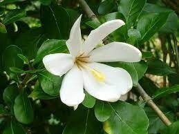Гарденія рогата - Gardenia cornuta Гарденія рогата - Gardenia cornuta