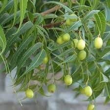 Нім - Азадірахта індійська - Azadirachta indica Нім - Азадірахта індійська - Azadirachta indica