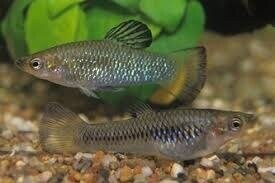 Лімія перуджі 2-2.5см