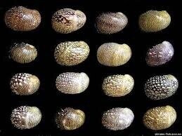 Равлик Теодоксус