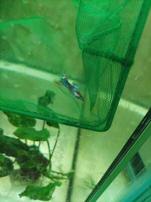 Гуппі мікс 2см+