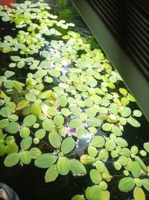 Лімнобіум,пістія