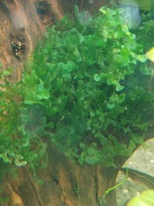 Мох печінковий 15*15