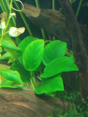 Анубіас(ціна за один листок)