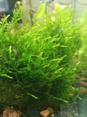 Мох мікс 15*15