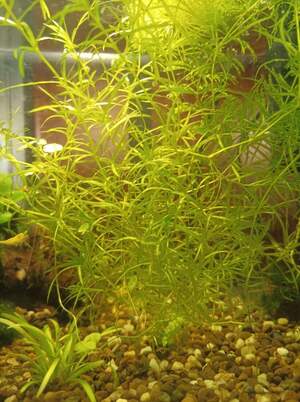 Наяс,Роголисник 15*15