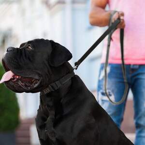 Поводок для собак КОЛЛАР ЕВОЛЮТОР ш. 25 мм - НАЙМІЦНІШИЙ ПОВОДОК Чорний, розмір 120 см