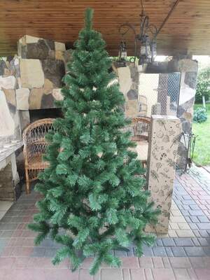 ялина карпатська