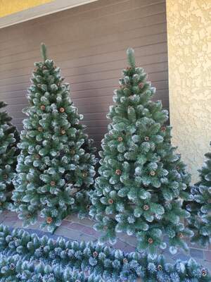 ялина елітна з шишкою