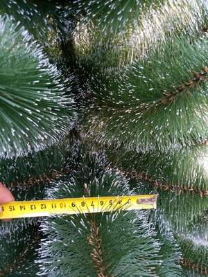 Сосна Зелена,засніжена