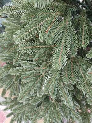 лита преміум