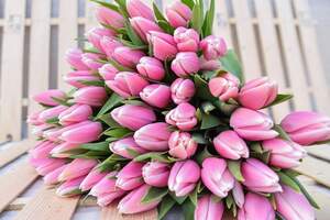 Тюльпани рожевого кольору  51 шт