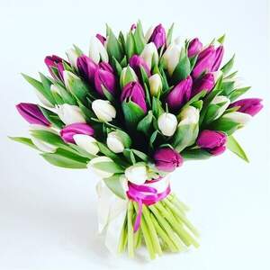 Букет з  51 білого та фіолетового тюльпанів.