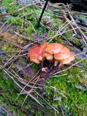 Мухорр Мухорр