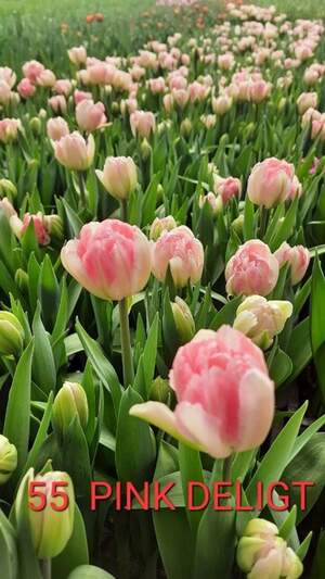 55 Pink Delight