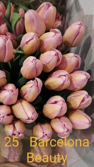 25 Barcelona Beauty