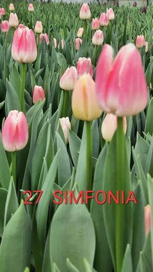 27 Simfonia