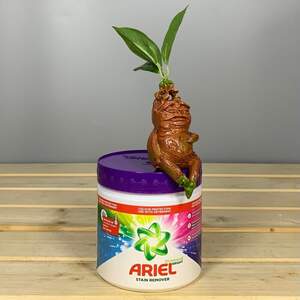 Засіб для видалення плям Ariel Color гранули - 500 гр.