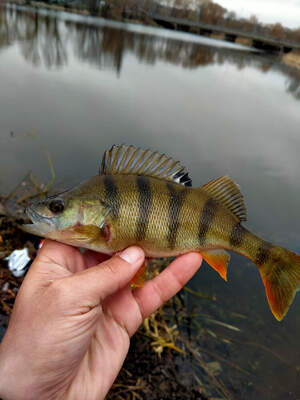 VF nano 35mm VF nano 35mm