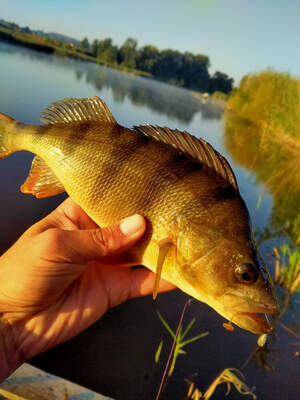 VF nano 45mm VF nano 45mm