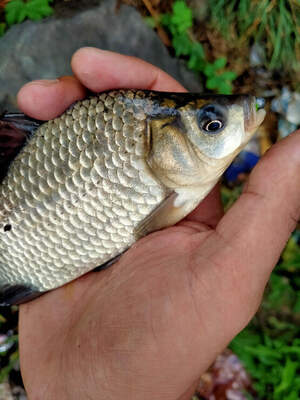 VF nano 45mm VF nano 45mm