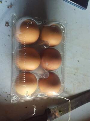 Eggzo Mini pack