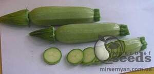 Кабачок "Кавілі" F1 1000 с. Нунемс (Nunhems)