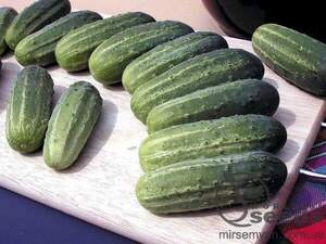 Огірок «Акорд» F1 500 г, Бейо (Bejo)