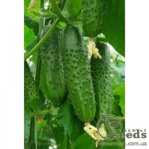 Огірок «Маєстоза» F1 250 с. Рік Цваан, (Rijk Zwaan)